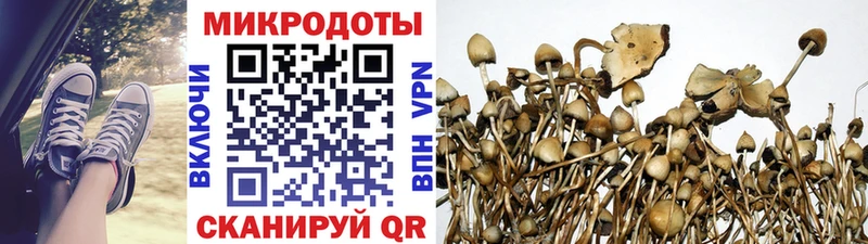 Псилоцибиновые грибы Psilocybe Талдом